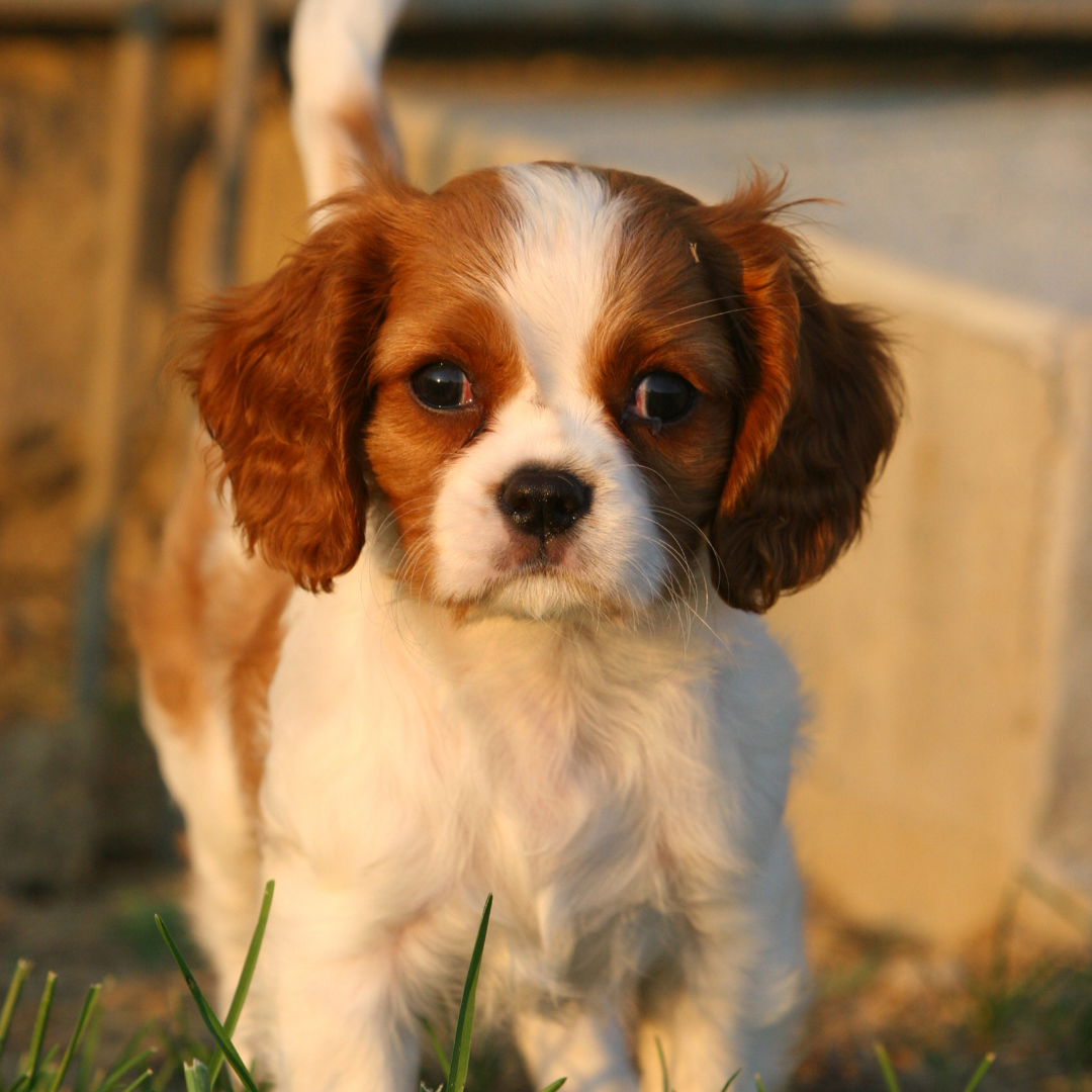King Charles Spaniel