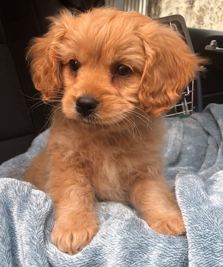 Kudlepup Cavoodle For Sale_2