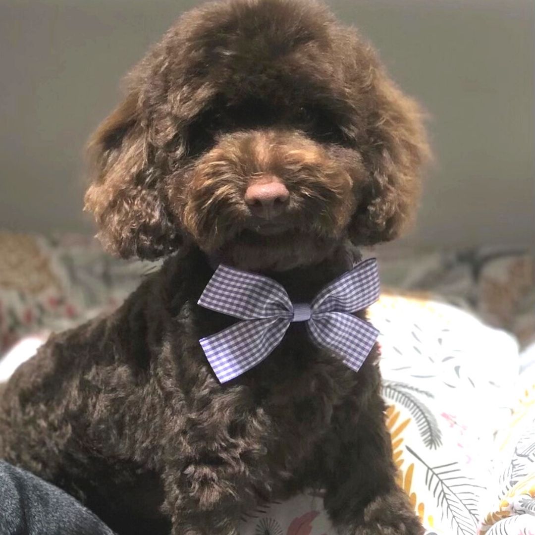 Kudlepup Poodle for sale