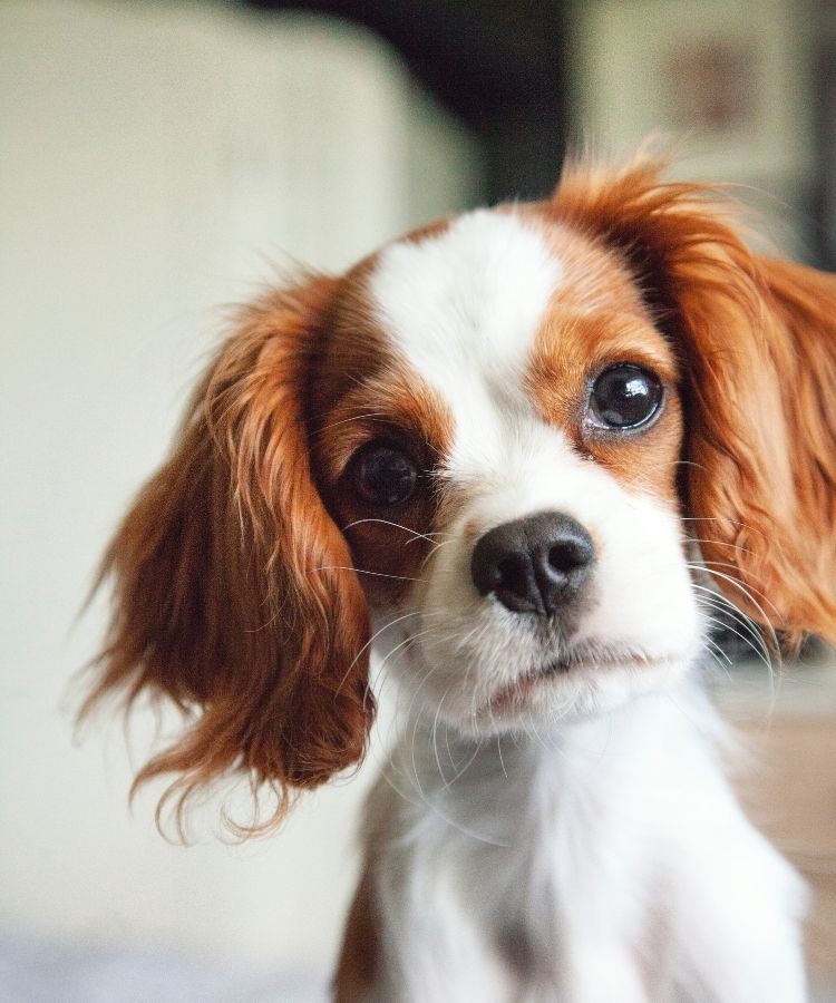 Kudlepups Cavalier King Charles Temperament