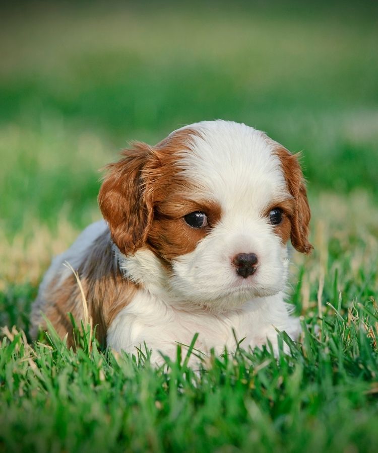 Kudlepups Cavalier King Charles adorable