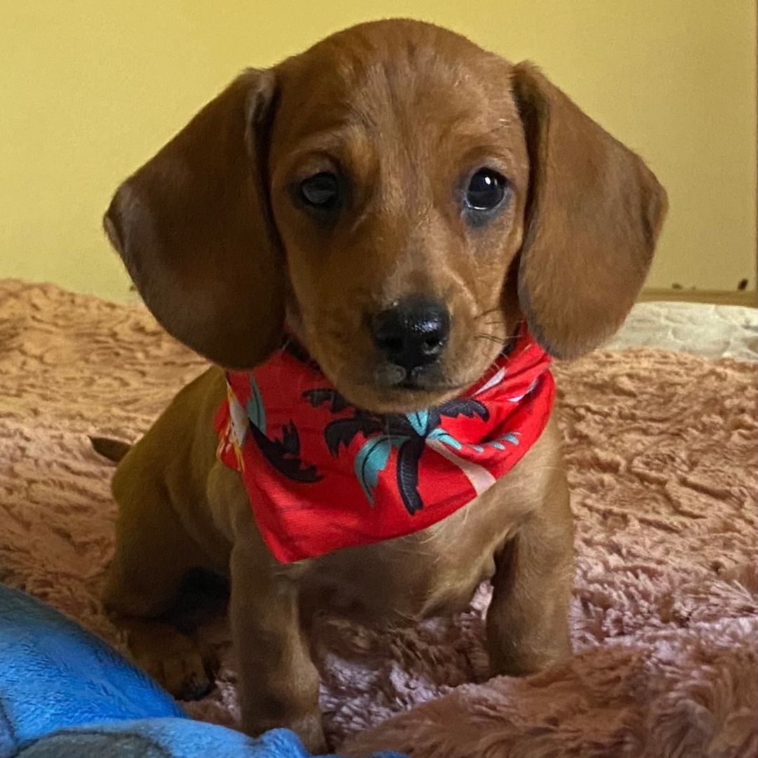 Kudlepups Dachshund for sale