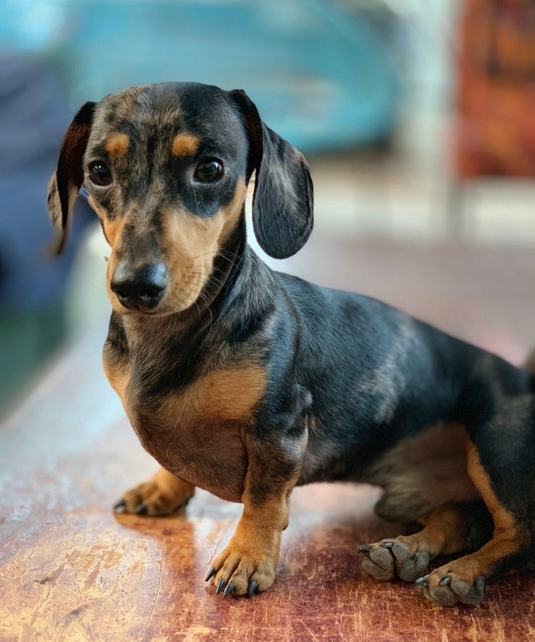 Kudlepups Mini Daschund for Sale