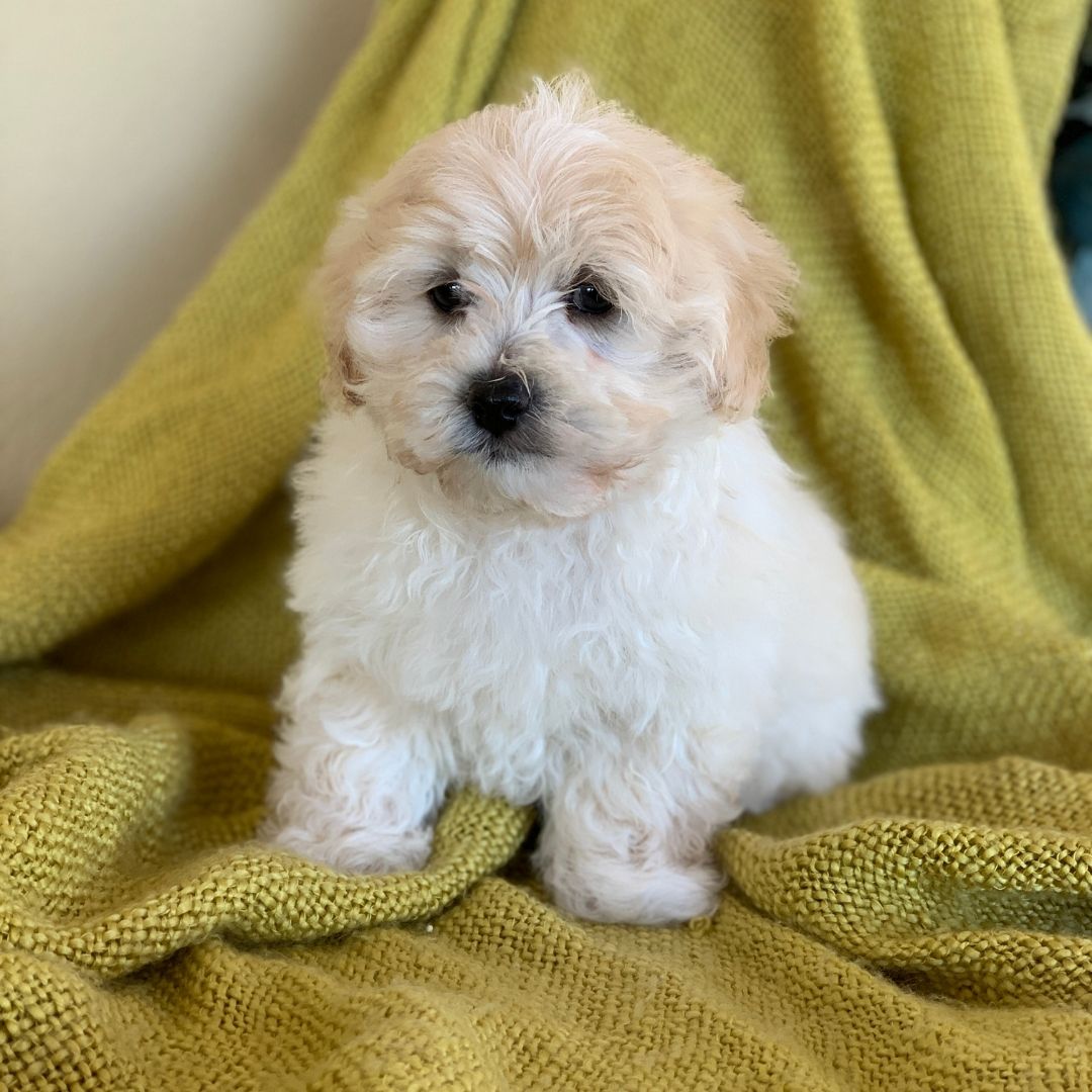 Kudlepups Moodle Breeders Litter_2