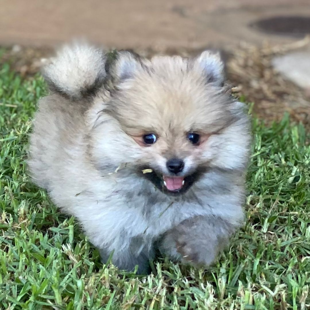 Kudlepups Pomeranian for sale