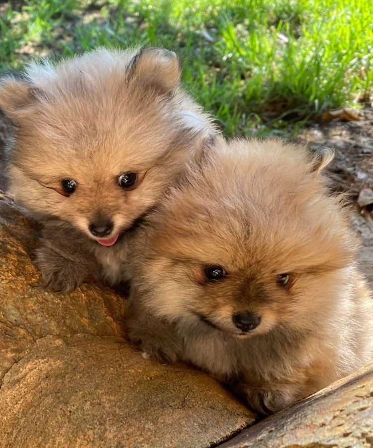 Kudlepups Pomeranian for sale_1