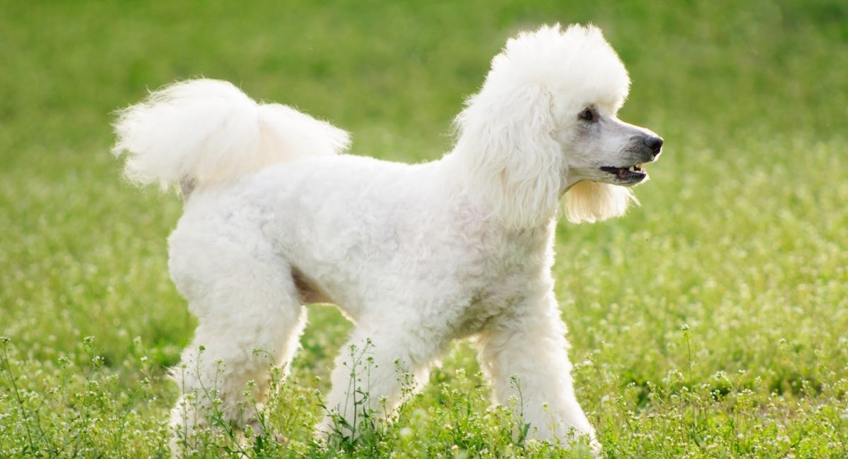 Kudlepups Poodle Temperament