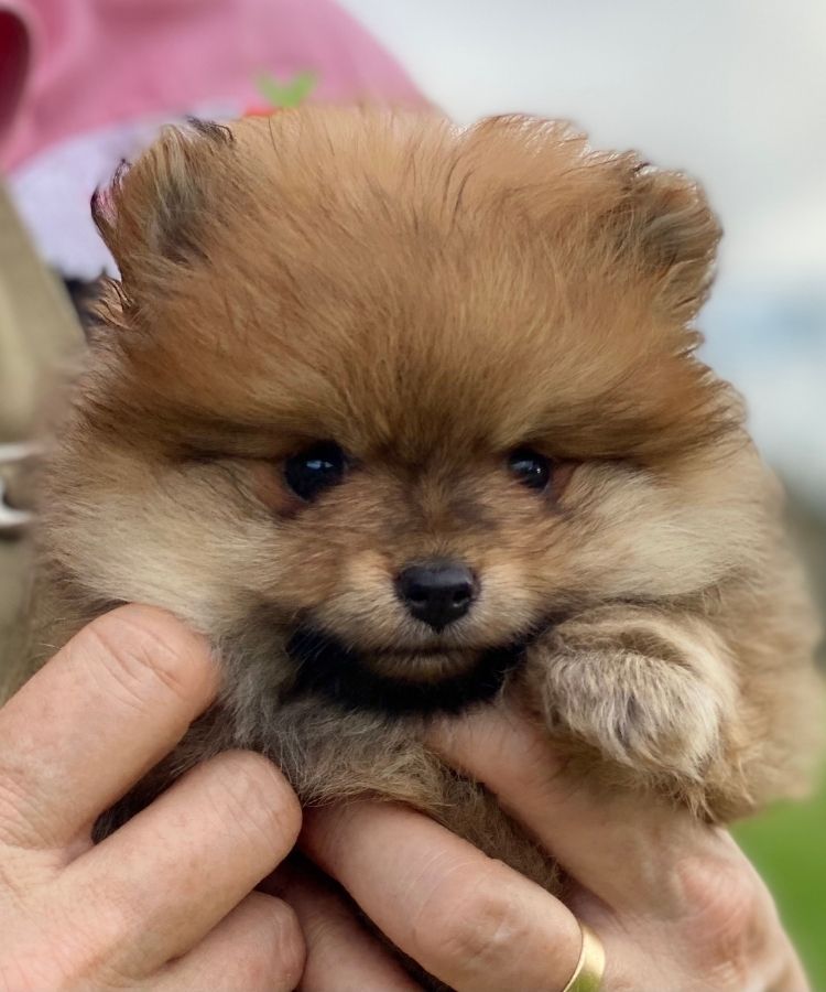 Pomeranian for Sale