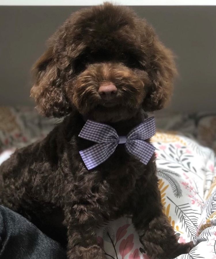 Poodle pup Kudlepups