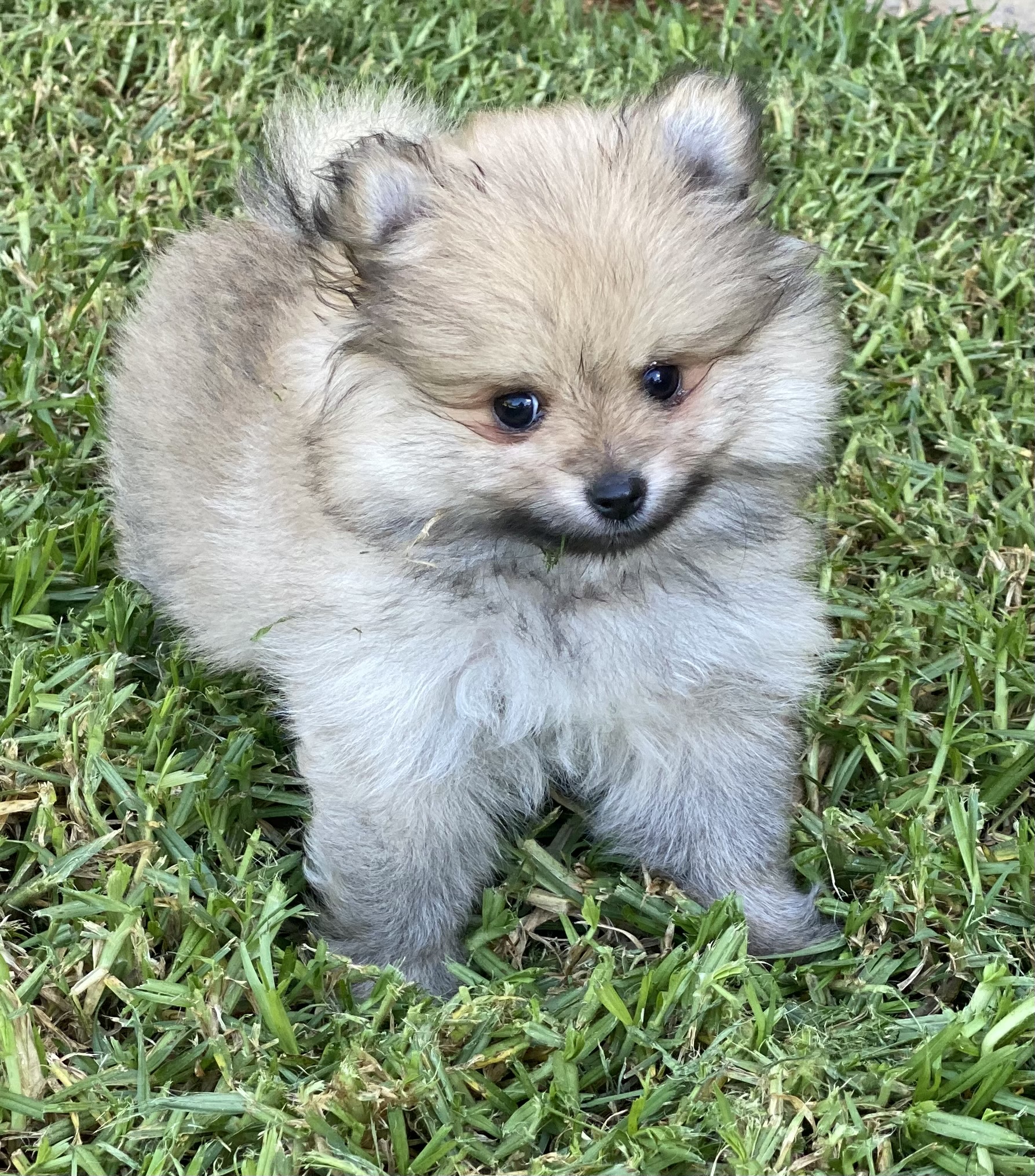 Kudlepups Pomeranian for sale
