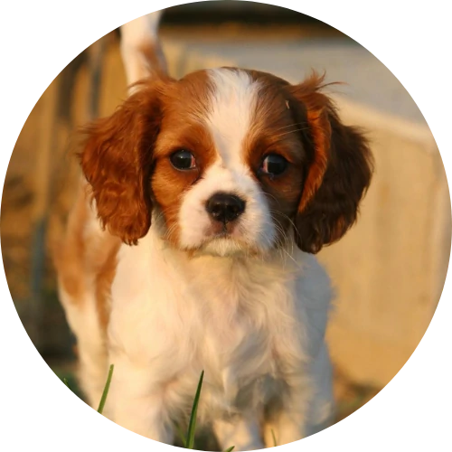 cavalier king charles spaniel puppies