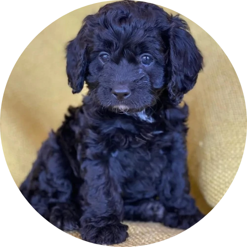 cavoodle puppies