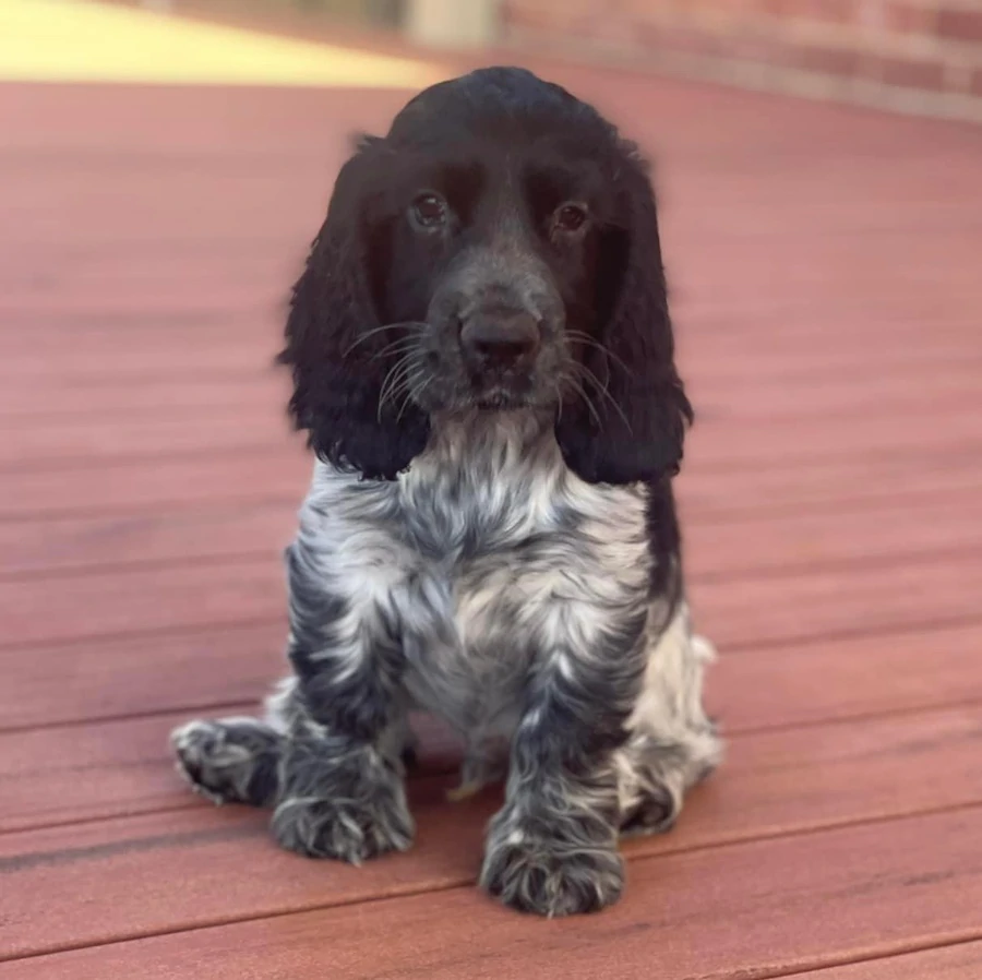 cocker spaniel puppies for sale new south wales