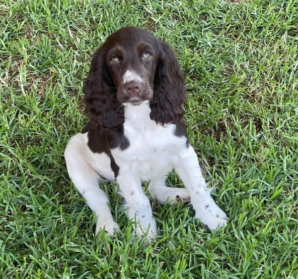 cocker spaniel puppies for sale new south wales australia