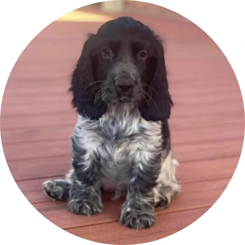 cocker spaniel puppy for sale