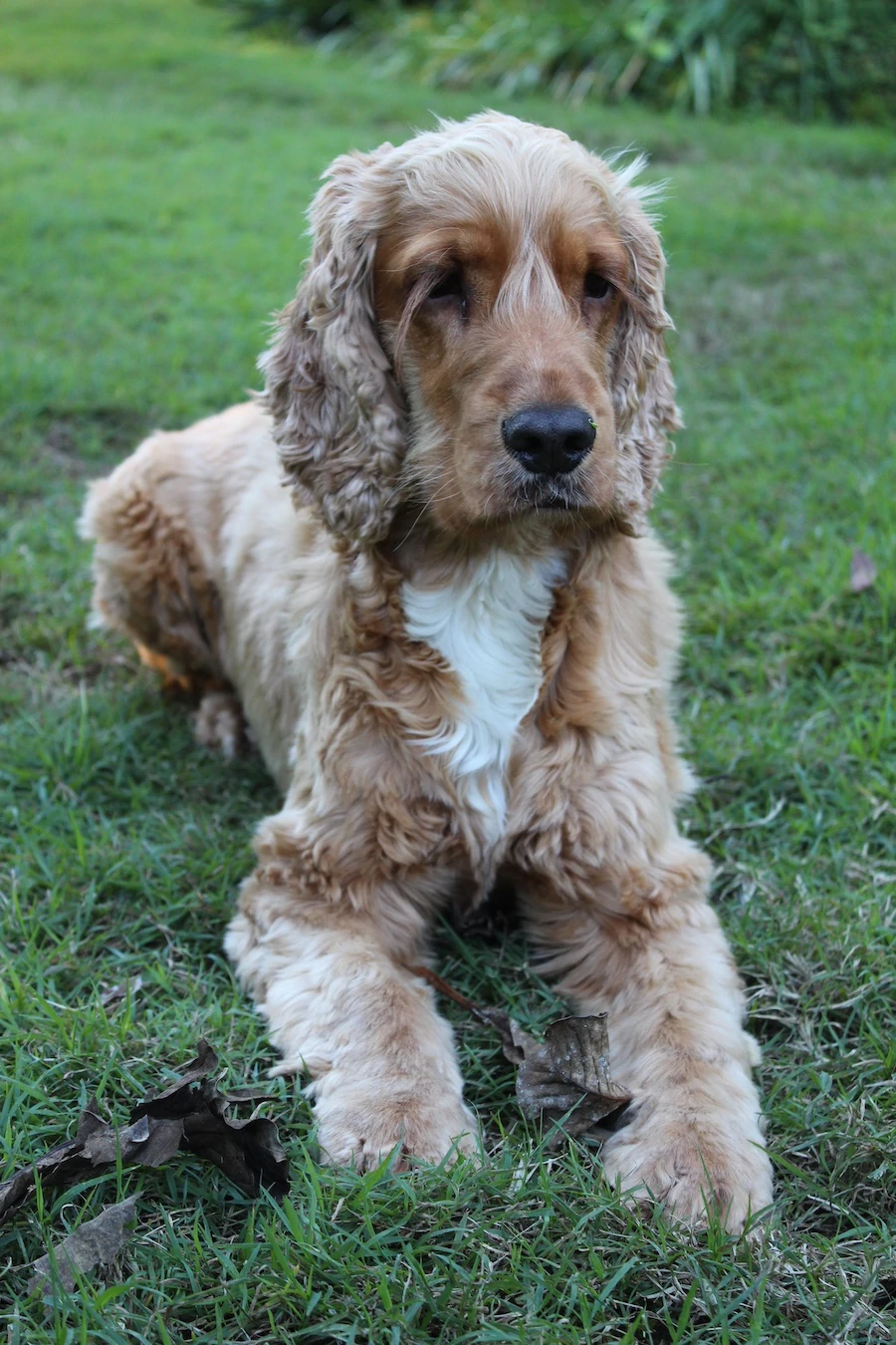 cocker spaniel puppies for sale new south wales