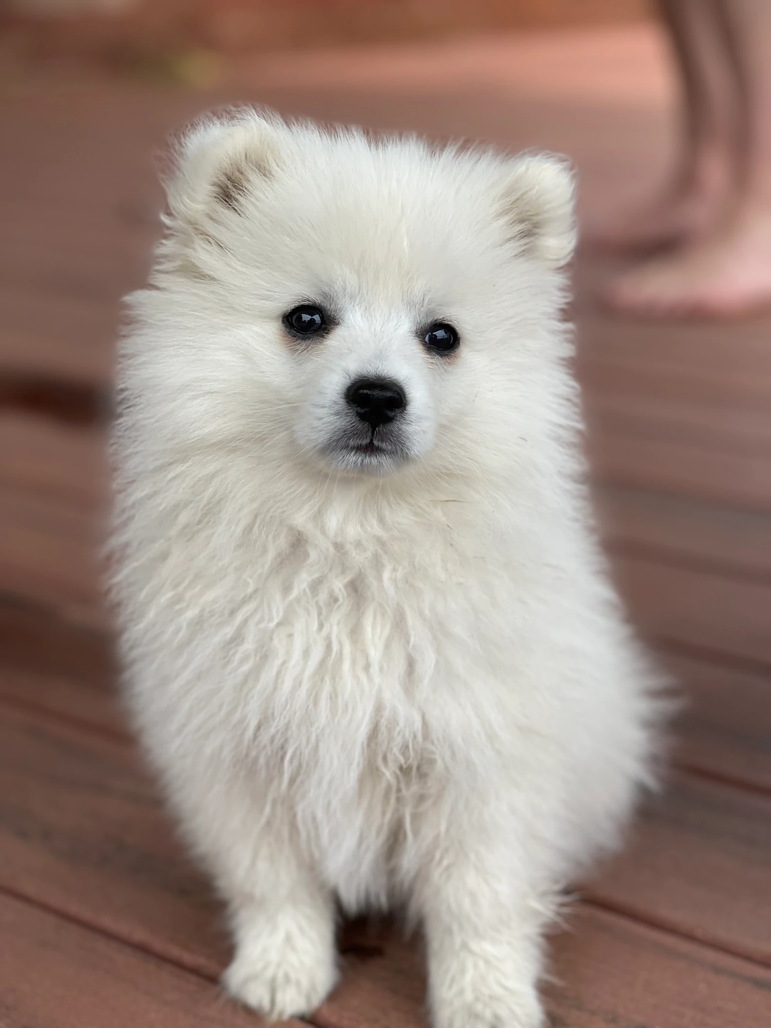 japanese spitz for sale near canberra