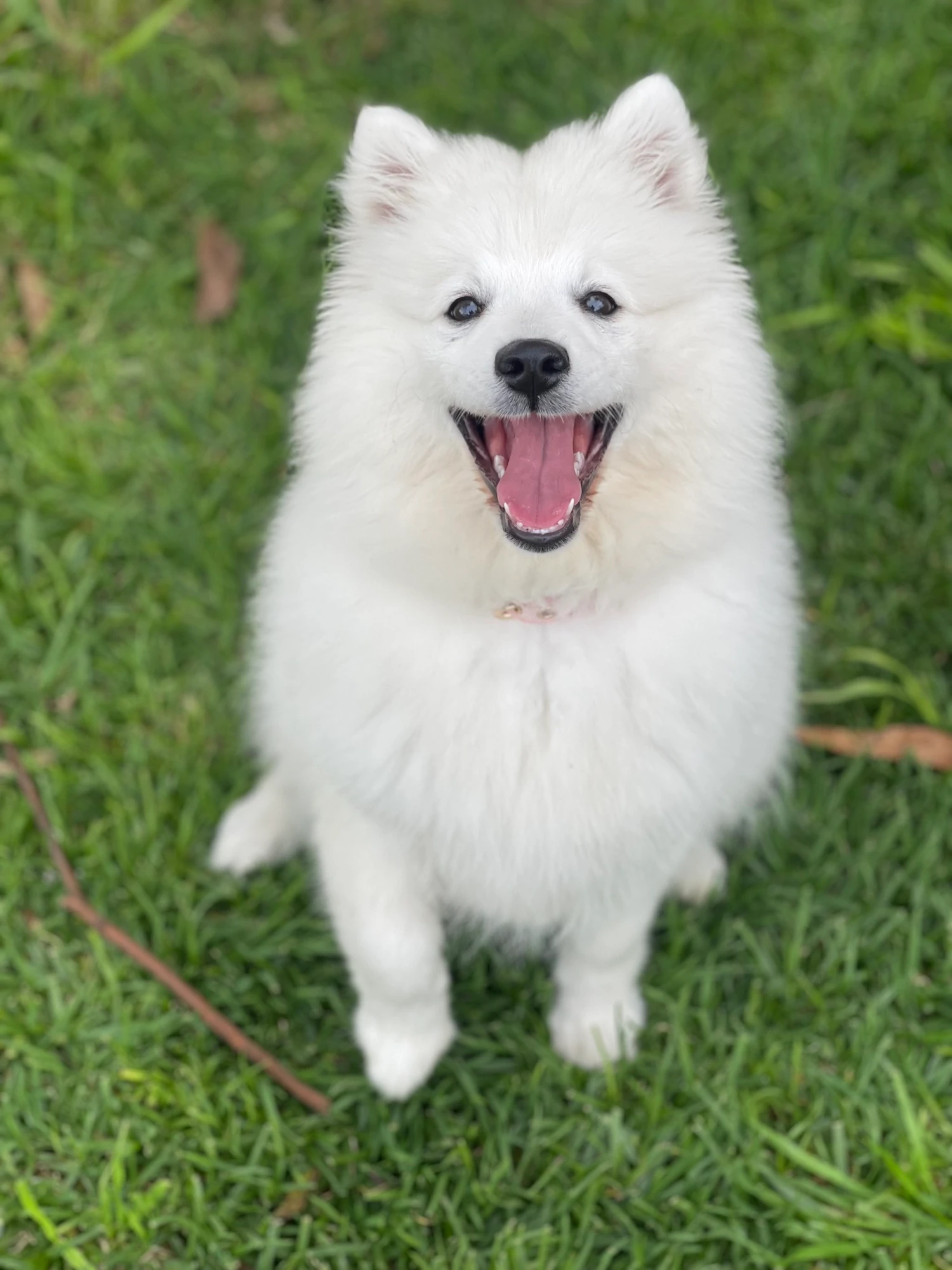 japanese spitz puppies for sale new south wales