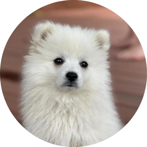 japanese spitz puppy for sale