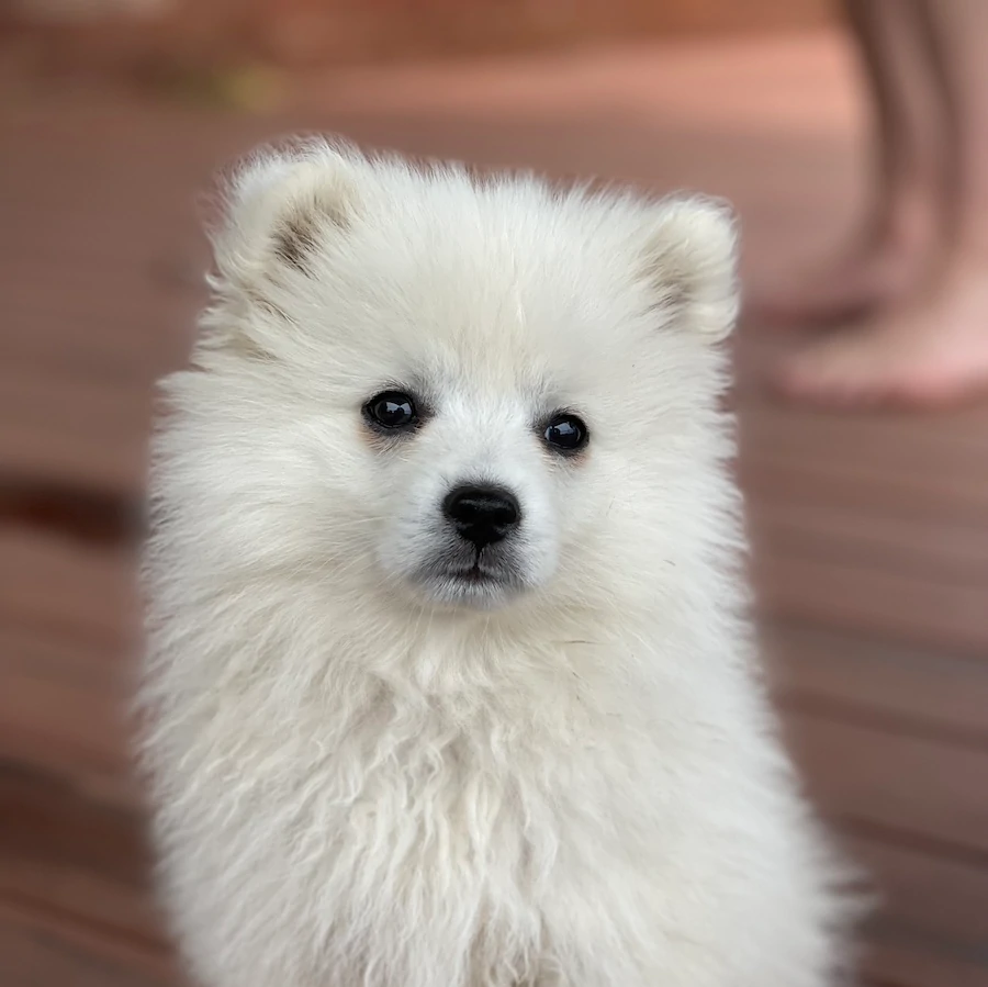 japanese spitz dog