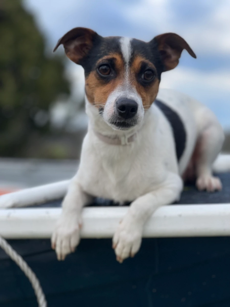 Miniature fox terrier puppies hotsell