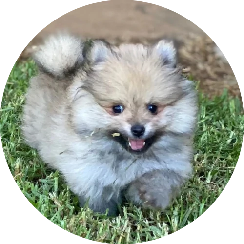 pomeranian puppies