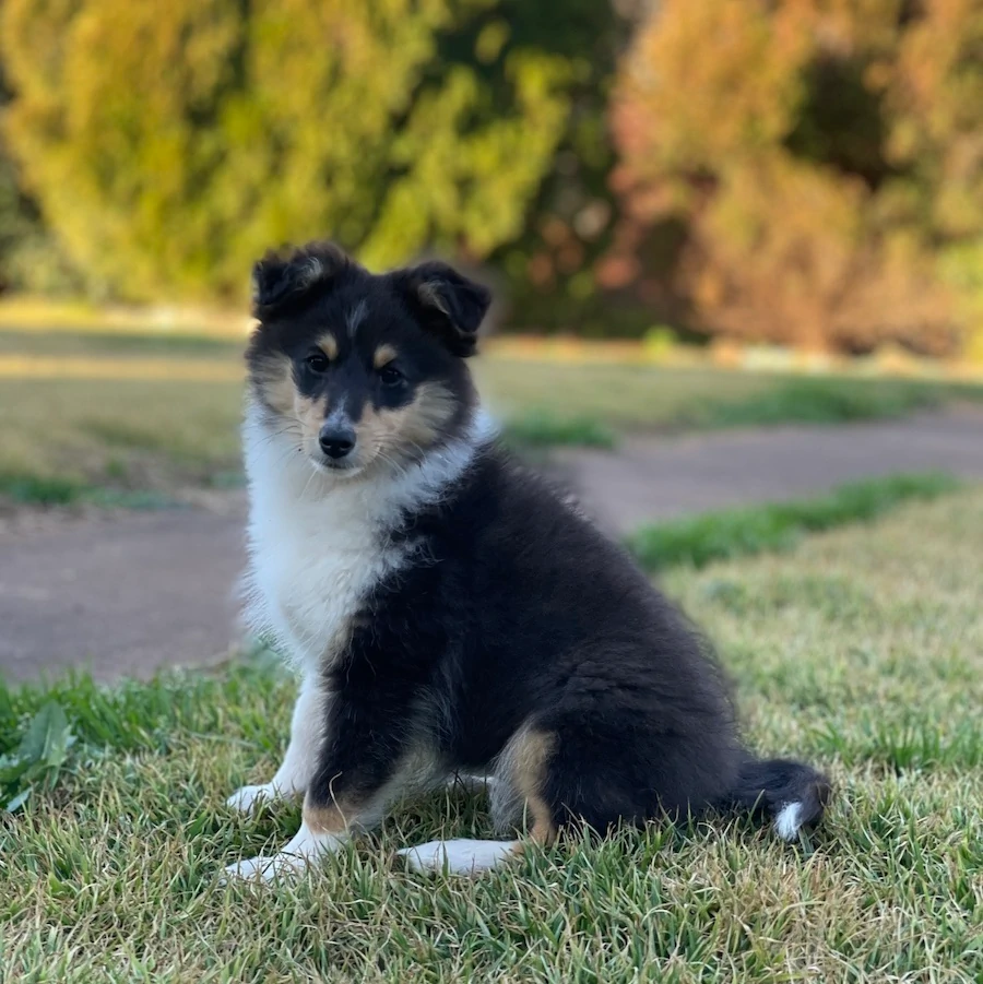 shetland sheepdog puppies for sale