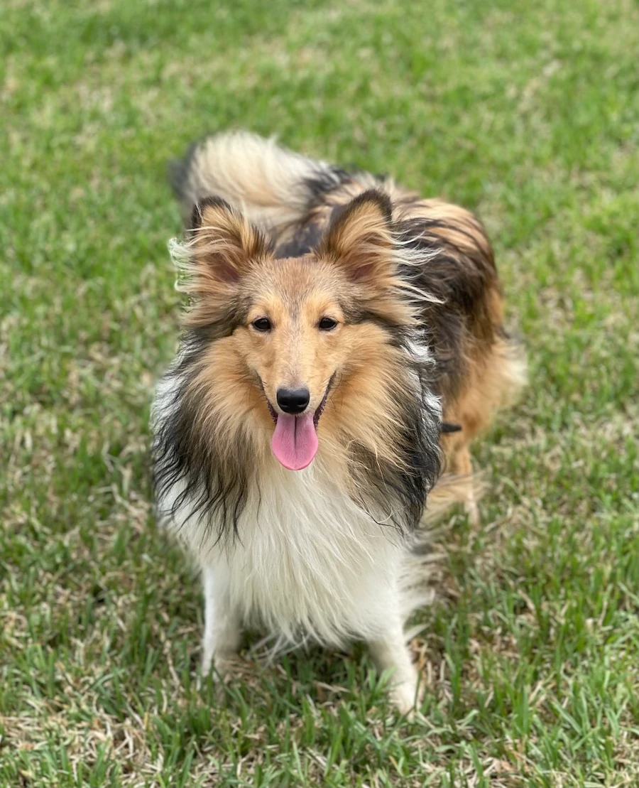 shetland sheepdog puppies for sale new south wales