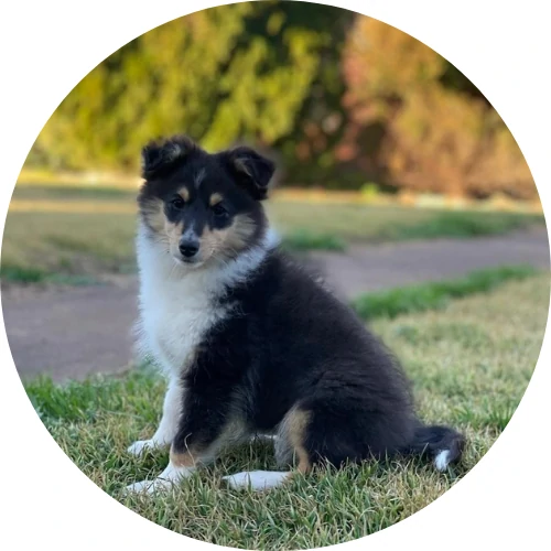 shetland sheepdog puppy