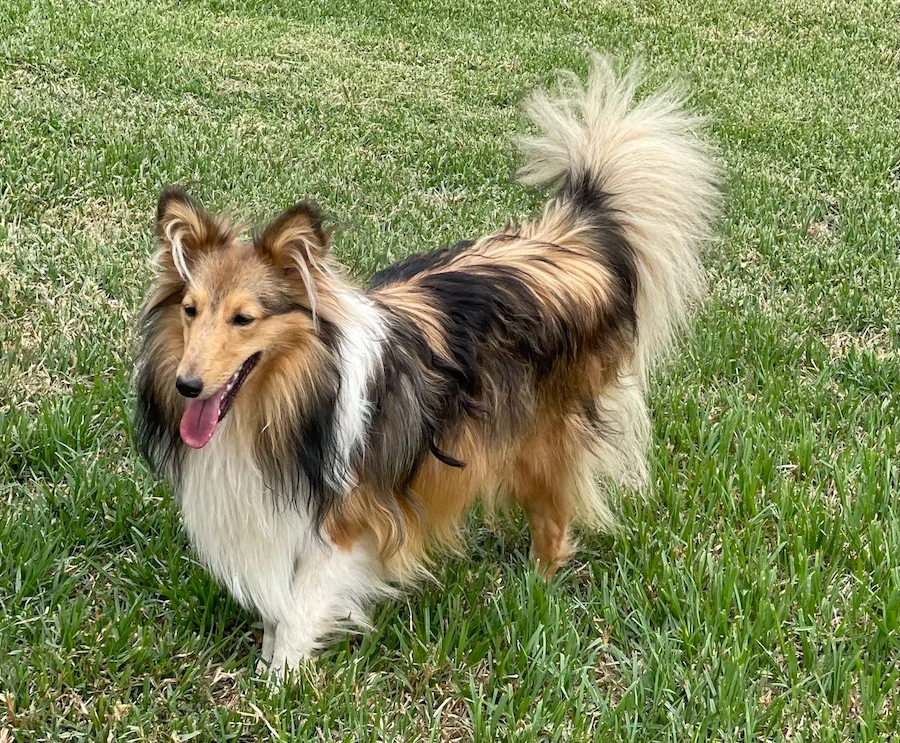 shetland sheepdog for sale new south wales