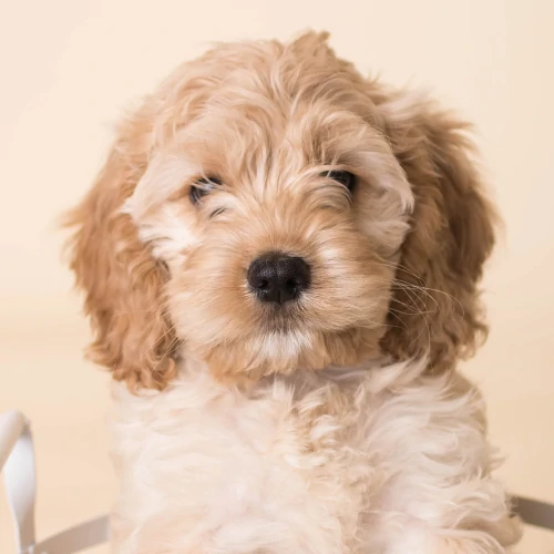 spoodle puppy breeder nsw