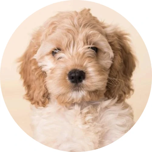 spoodle puppy breeder nsw