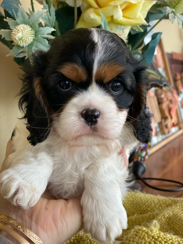 king charles cavalier puppies for sale nsw